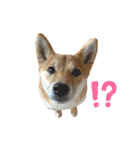 柴犬こうめスタンプ 総集編（個別スタンプ：23）