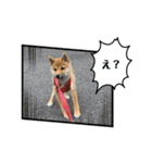 柴犬こうめスタンプ 総集編（個別スタンプ：24）