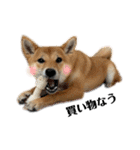 柴犬こうめスタンプ 総集編（個別スタンプ：26）