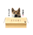 柴犬こうめスタンプ 総集編（個別スタンプ：29）