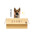 柴犬こうめスタンプ 総集編（個別スタンプ：30）