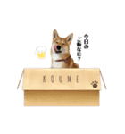 柴犬こうめスタンプ 総集編（個別スタンプ：31）