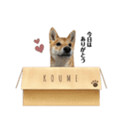 柴犬こうめスタンプ 総集編（個別スタンプ：32）