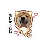 柴犬こうめスタンプ 総集編（個別スタンプ：33）
