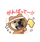 柴犬こうめスタンプ 総集編（個別スタンプ：34）