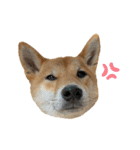 柴犬こうめスタンプ 総集編（個別スタンプ：36）
