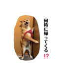柴犬こうめスタンプ 総集編（個別スタンプ：37）