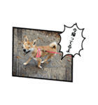 柴犬こうめスタンプ 総集編（個別スタンプ：38）