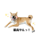 柴犬こうめスタンプ 総集編（個別スタンプ：39）
