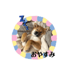 柴犬こうめスタンプ 総集編（個別スタンプ：40）