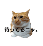 猫ネコねこのあいさつ＆気持ちスタンプ集（個別スタンプ：1）