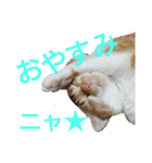 猫ネコねこのあいさつ＆気持ちスタンプ集（個別スタンプ：3）