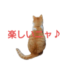 猫ネコねこのあいさつ＆気持ちスタンプ集（個別スタンプ：4）