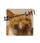 猫ネコねこのあいさつ＆気持ちスタンプ集（個別スタンプ：5）