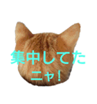 猫ネコねこのあいさつ＆気持ちスタンプ集（個別スタンプ：8）