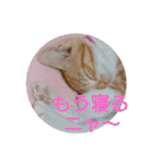 猫ネコねこのあいさつ＆気持ちスタンプ集（個別スタンプ：9）