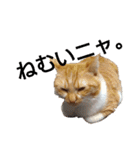 猫ネコねこのあいさつ＆気持ちスタンプ集（個別スタンプ：10）