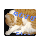 猫ネコねこのあいさつ＆気持ちスタンプ集（個別スタンプ：11）