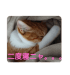 猫ネコねこのあいさつ＆気持ちスタンプ集（個別スタンプ：12）