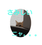 猫ネコねこのあいさつ＆気持ちスタンプ集（個別スタンプ：13）
