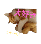 猫ネコねこのあいさつ＆気持ちスタンプ集（個別スタンプ：14）