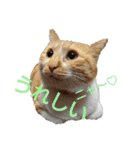 猫ネコねこのあいさつ＆気持ちスタンプ集（個別スタンプ：16）
