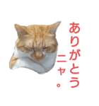 猫ネコねこのあいさつ＆気持ちスタンプ集（個別スタンプ：17）