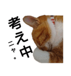 猫ネコねこのあいさつ＆気持ちスタンプ集（個別スタンプ：19）