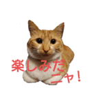 猫ネコねこのあいさつ＆気持ちスタンプ集（個別スタンプ：20）