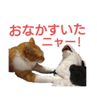 猫ネコねこのあいさつ＆気持ちスタンプ集（個別スタンプ：21）