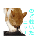 猫ネコねこのあいさつ＆気持ちスタンプ集（個別スタンプ：22）