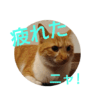 猫ネコねこのあいさつ＆気持ちスタンプ集（個別スタンプ：23）
