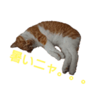 猫ネコねこのあいさつ＆気持ちスタンプ集（個別スタンプ：24）