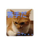 猫ネコねこのあいさつ＆気持ちスタンプ集（個別スタンプ：25）