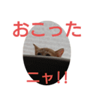 猫ネコねこのあいさつ＆気持ちスタンプ集（個別スタンプ：26）