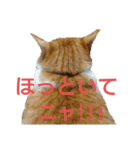 猫ネコねこのあいさつ＆気持ちスタンプ集（個別スタンプ：27）