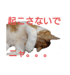 猫ネコねこのあいさつ＆気持ちスタンプ集（個別スタンプ：28）