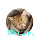 猫ネコねこのあいさつ＆気持ちスタンプ集（個別スタンプ：29）