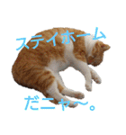 猫ネコねこのあいさつ＆気持ちスタンプ集（個別スタンプ：30）