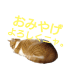 猫ネコねこのあいさつ＆気持ちスタンプ集（個別スタンプ：31）