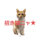 猫ネコねこのあいさつ＆気持ちスタンプ集（個別スタンプ：32）