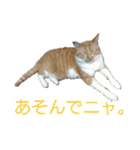 猫ネコねこのあいさつ＆気持ちスタンプ集（個別スタンプ：33）