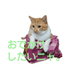 猫ネコねこのあいさつ＆気持ちスタンプ集（個別スタンプ：34）