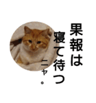 猫ネコねこのあいさつ＆気持ちスタンプ集（個別スタンプ：35）