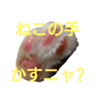 猫ネコねこのあいさつ＆気持ちスタンプ集（個別スタンプ：36）
