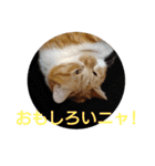 猫ネコねこのあいさつ＆気持ちスタンプ集（個別スタンプ：39）