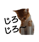 猫ネコねこのあいさつ＆気持ちスタンプ集（個別スタンプ：40）