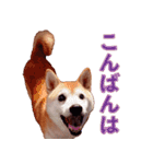 柴犬 ゆに君 毎日スタンプ（個別スタンプ：3）