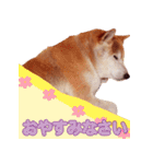 柴犬 ゆに君 毎日スタンプ（個別スタンプ：6）
