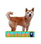 柴犬 ゆに君 毎日スタンプ（個別スタンプ：7）